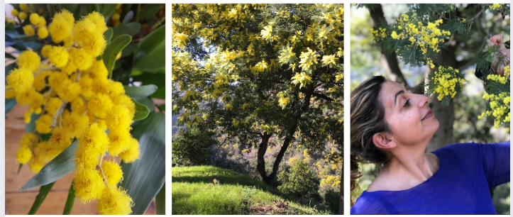 Mimosa en fleur par Dorothée Beauvois d' Atelier d'O Parfum en Alsace